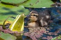 Mallard anas platyrhnchos duckling Royalty Free Stock Photo