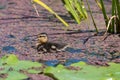 Mallard anas platyrhnchos duckling Royalty Free Stock Photo