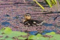 Mallard anas platyrhnchos duckling Royalty Free Stock Photo