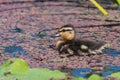 Mallard anas platyrhnchos duckling Royalty Free Stock Photo