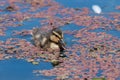 Mallard anas platyrhnchos duckling Royalty Free Stock Photo