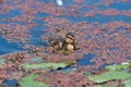 Mallard anas platyrhnchos duckling Royalty Free Stock Photo