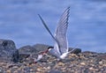 Arctic tern feeding her chick,close up