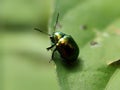 Close uo dogbane beetle on green leaves background Royalty Free Stock Photo