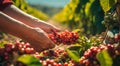 close-uo of hands picking cherry, cherries in the garden, harvest for cherries