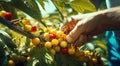 close-uo of hands picking cherry, cherries in the garden, harvest for cherries