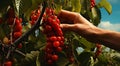 close-uo of hands picking cherry, cherries in the garden, harvest for cherries