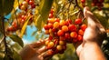 close-uo of hands picking cherry, cherries in the garden, harvest for cherries