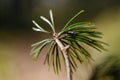 close uo macro image of pine tree fresh leaves blooming