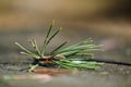 close uo macro image of pine tree fresh leaves blooming