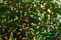 Close uo rainbow colors confetti at event for the protection of human rights and civil equality - LGBT Pride Parade