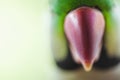 Close uo of of Ringnecked Parakeet beak Royalty Free Stock Photo
