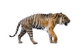 Close uo of tiger isolated on the White background Royalty Free Stock Photo