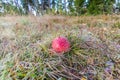 Close uo of young fly agaric, Amanita muscaria