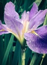 Close-up of a beautiful Iris bloom Royalty Free Stock Photo