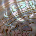 Close-up of an abalone shell (Haliotis) Royalty Free Stock Photo
