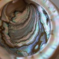 Close-up of an abalone shell, showcasing its iridescent interior. The surface displays a Royalty Free Stock Photo