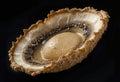 Close-up of Abalone Shell Showing Inside Detail with a Pearl Like Structure Royalty Free Stock Photo