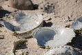 Close up of abalone shells on a beach