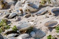 Close up of abalone shells on a beach