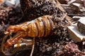 Close Up of Abandoned Cocoon of Argentine Butterfly called Paysandisia Archon in Summer