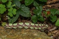 Abbott\'s Sphinx Caterpillar - Sphecodina abbottii Royalty Free Stock Photo