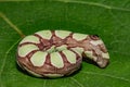 Abbott\'s Sphinx Caterpillar - Sphecodina abbottii Royalty Free Stock Photo