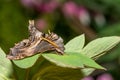 Abbott\'s Sphinx Moth - Sphecodina abbottii Royalty Free Stock Photo