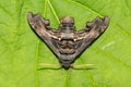 Abbott\'s Sphinx Moth - Sphecodina abbottii Royalty Free Stock Photo