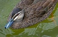 Close up above shot of a duck in a lake.