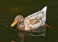 Close up above shot of a duck in a lake...showing fine feather detail in greenish water.