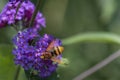 Close up from above to a hornet mimic hoverfly Volucella zonaria on buddleia blossoms Royalty Free Stock Photo