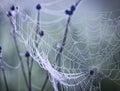 Close up abstract art macro photography of cobweb or spiderweb with rain or dew water drops in the morning fog. Natural abstract Royalty Free Stock Photo