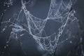 Close up abstract art macro photography of cobweb or spiderweb with rain or dew water drops in the morning fog. Natural abstract Royalty Free Stock Photo