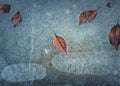 Close up abstract background of fallen dry leaves frozen in a puddle. Icy pothole texture, winter season cold backdrop Royalty Free Stock Photo