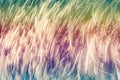 Close up abstract background image of Emu Feathers Royalty Free Stock Photo