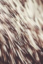 Close up image of emu feather detail Royalty Free Stock Photo