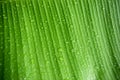 Close-up abstract of banana leaf and drop rain water nature background Royalty Free Stock Photo