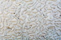 Abstract carved stone texture with worm or caterpillar shape engraved elements