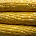 Close-up abstract of corn or maize Royalty Free Stock Photo