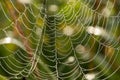 Close-up abstract dew covered cobwebs at dawn Royalty Free Stock Photo