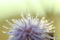 Close-up of abstract drops on a dry flower with variable focus