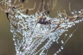 Close-up of abstract drops on a dry plant on a web with variable focus