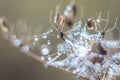 Close-up of abstract drops on a dry plant on a web with variable focus