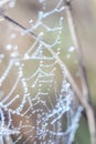 Close-up of abstract drops on a dry plant on a web with variable focus