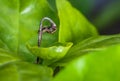 Close up, abstract, dry leaf, green, vibrant, natural