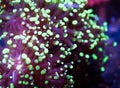 Abstract frogspawn euphullia coral