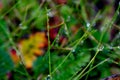 Abstract grass with rain drops