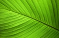 Close-up abstract of green leaf nature background Royalty Free Stock Photo