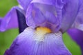 Close-up abstract image of purple iris Irideae flower in cottage garden. Spring macro outdoor violet spring flowers in a garden.